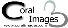 Coral Images Web Development